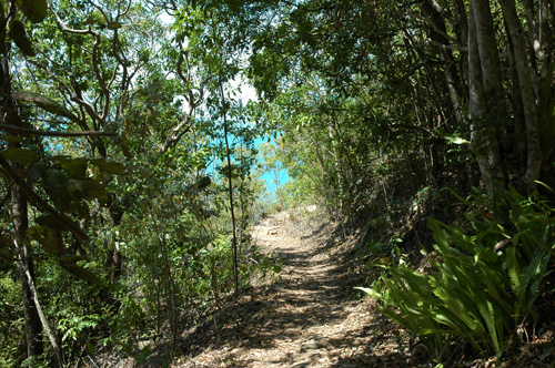 Whitsundays - South Molle Island