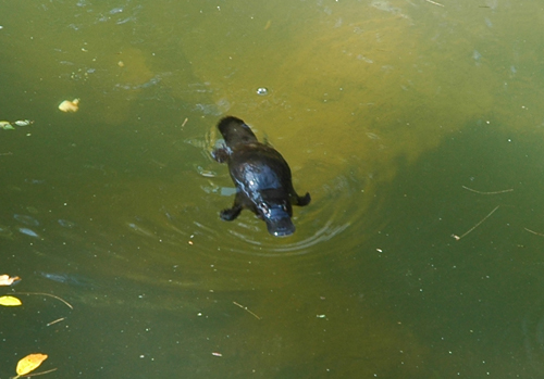 Eungella National Park - Schnabeltier - Platypus