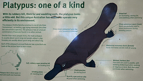 Eungella National Park - Schnabeltier - Platypus