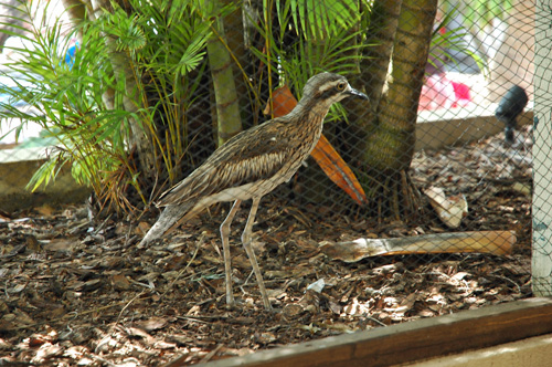 Whitsundays - South Molle Island