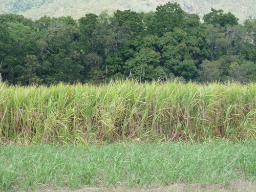 Whitsundays - Eungella Nationalpark - Zuckerrohr